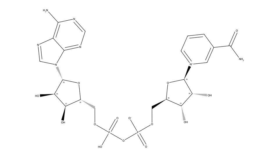 NAD+ — nicotinamide adenine dinucleotide structure
